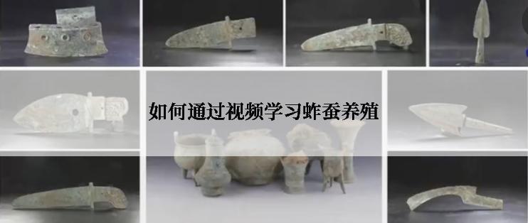 如何通过视频学习蚱蚕养殖