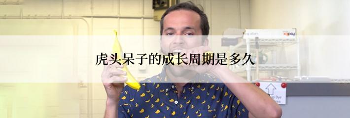 虎头呆子的成长周期是多久