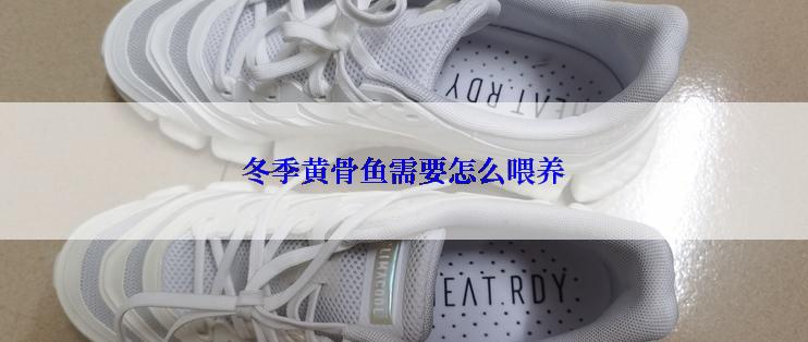 冬季黄骨鱼需要怎么喂养
