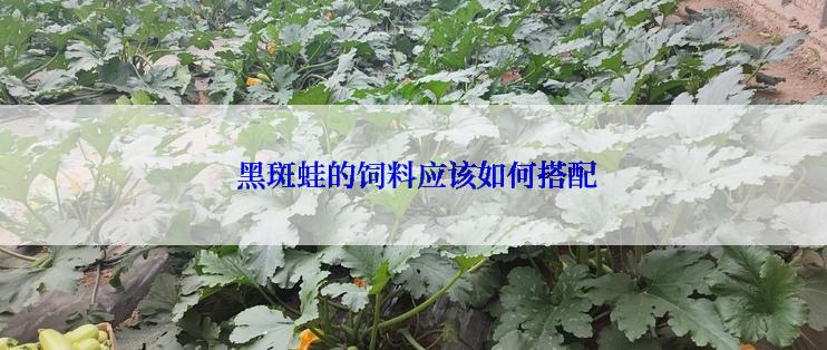  黑斑蛙的饲料应该如何搭配