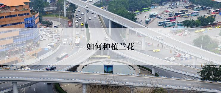 如何种植兰花