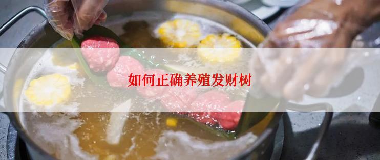 如何正确养殖发财树