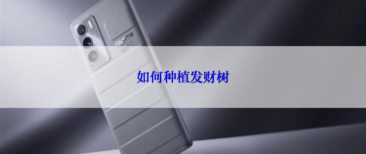 如何种植发财树