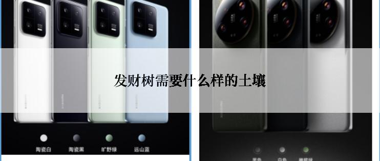 发财树需要什么样的土壤