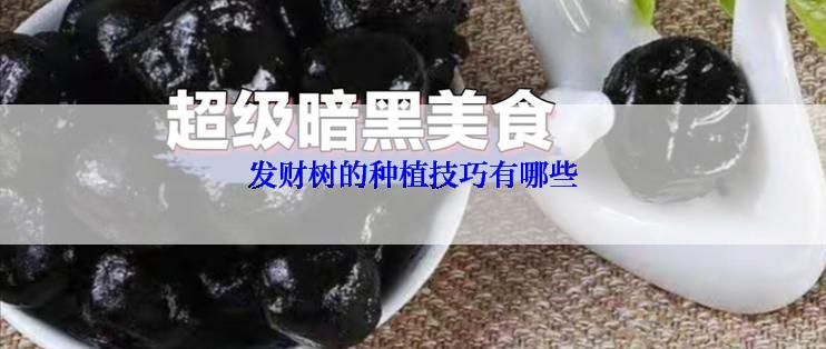 发财树的种植技巧有哪些