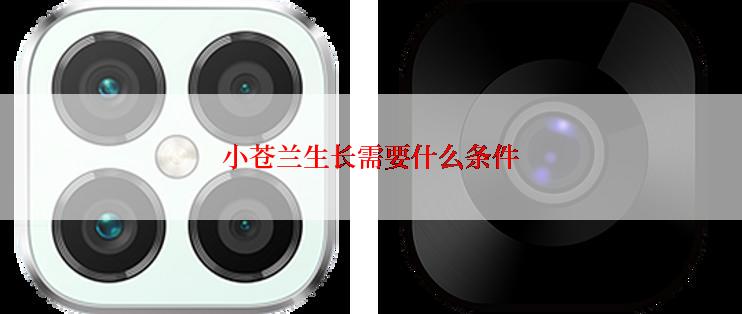 小苍兰生长需要什么条件