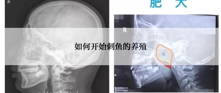 如何开始刺鱼的养殖