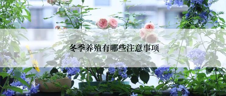  冬季养殖有哪些注意事项