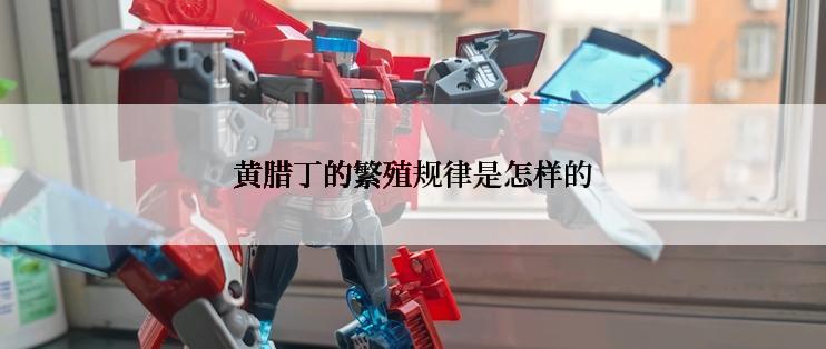 黄腊丁的繁殖规律是怎样的