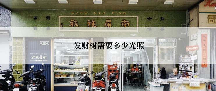  发财树需要多少光照
