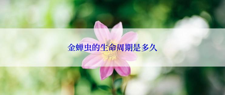金蝉虫的生命周期是多久