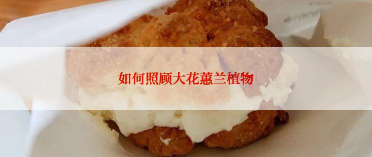 如何照顾大花蕙兰植物