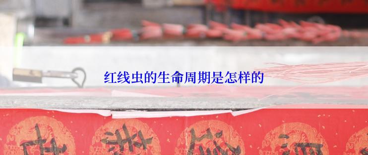 红线虫的生命周期是怎样的