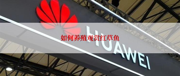 如何养殖观赏红草鱼