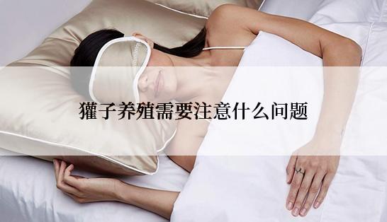 獾子养殖需要注意什么问题