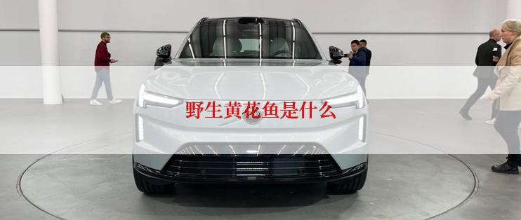 野生黄花鱼是什么