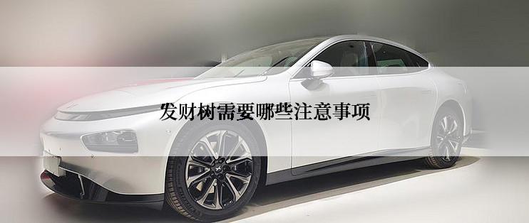 发财树需要哪些注意事项