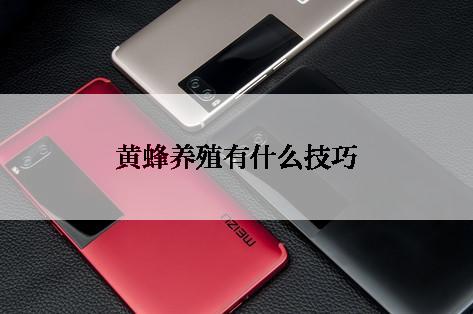 黄蜂养殖有什么技巧