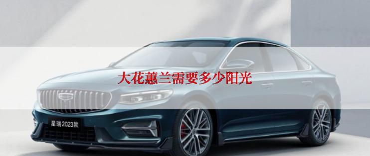 大花蕙兰需要多少阳光