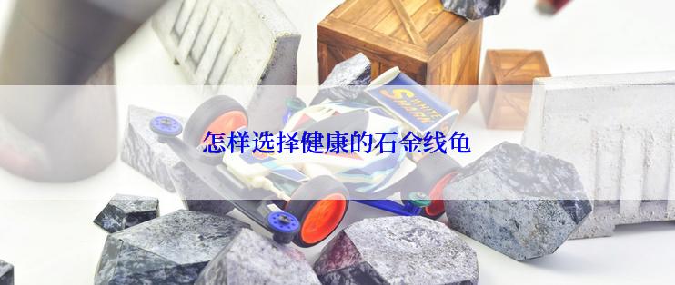 怎样选择健康的石金线龟
