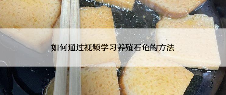 如何通过视频学习养殖石龟的方法