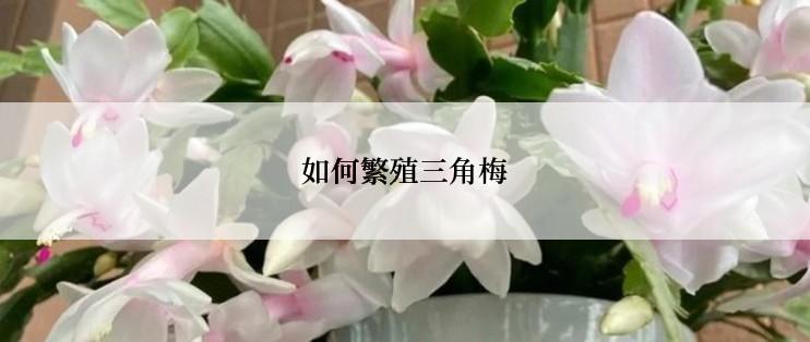 如何繁殖三角梅