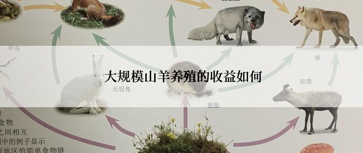  大规模山羊养殖的收益如何