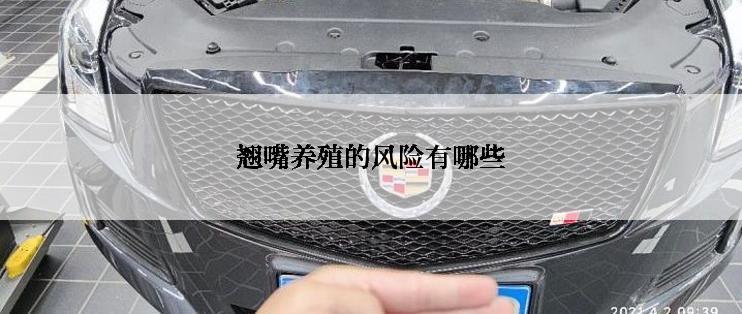 翘嘴养殖的风险有哪些