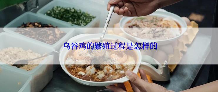  乌谷鸡的繁殖过程是怎样的