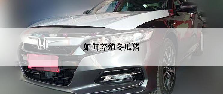 如何养殖冬瓜猪