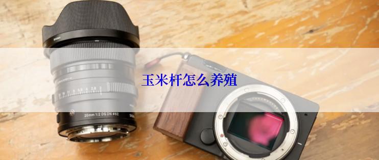 玉米杆怎么养殖