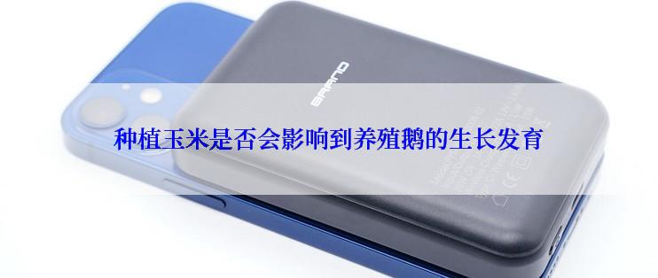 种植玉米是否会影响到养殖鹅的生长发育