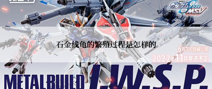 石金线龟的繁殖过程是怎样的