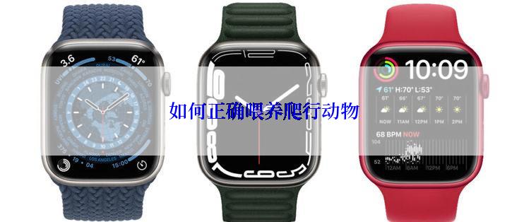  如何正确喂养爬行动物