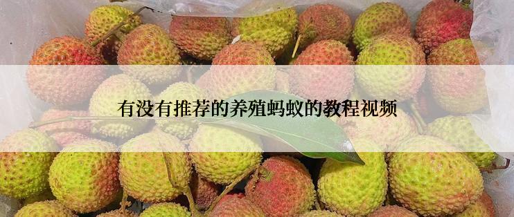 有没有推荐的养殖蚂蚁的教程视频