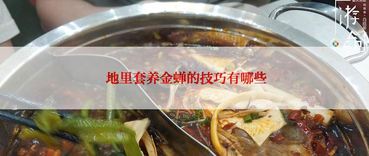  地里套养金蝉的技巧有哪些