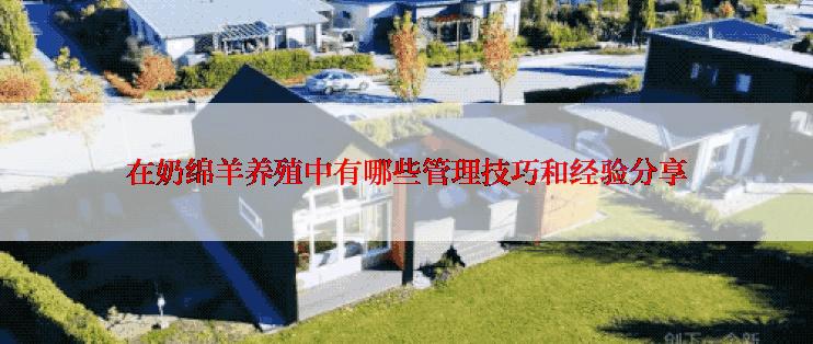 在奶绵羊养殖中有哪些管理技巧和经验分享