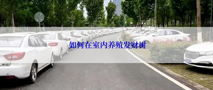  如何在室内养殖发财树