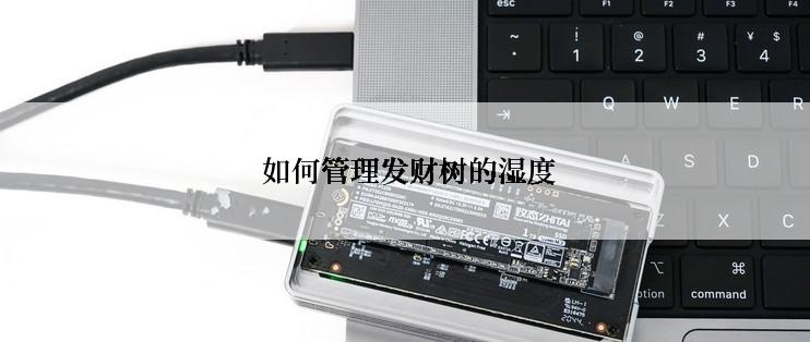  如何管理发财树的湿度