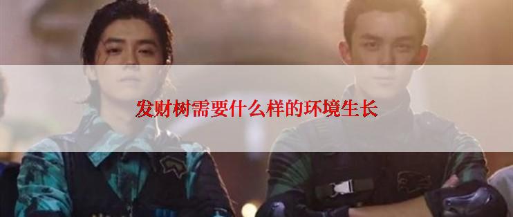 发财树需要什么样的环境生长