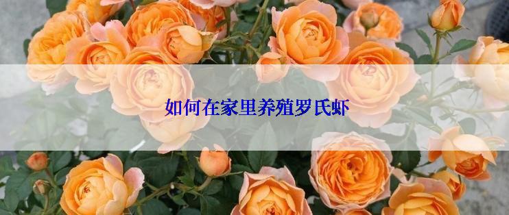  如何在家里养殖罗氏虾