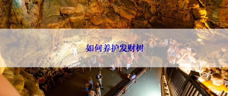  如何养护发财树