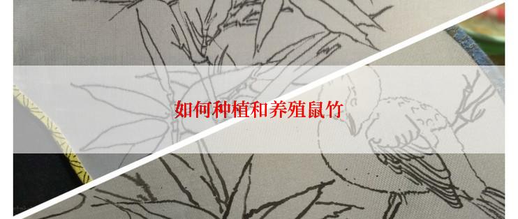 如何种植和养殖鼠竹