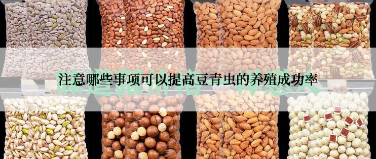 注意哪些事项可以提高豆青虫的养殖成功率