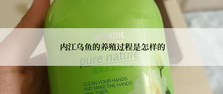  内江乌鱼的养殖过程是怎样的
