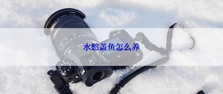水憋盖鱼怎么养