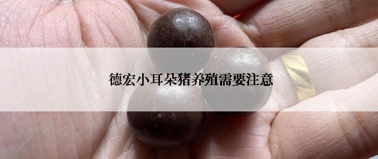  德宏小耳朵猪养殖需要注意