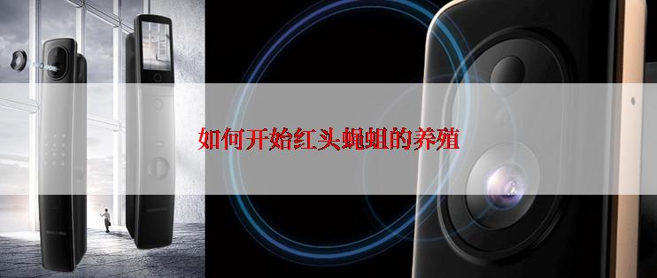 如何开始红头蝇蛆的养殖