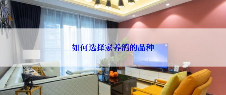如何选择家养鸽的品种