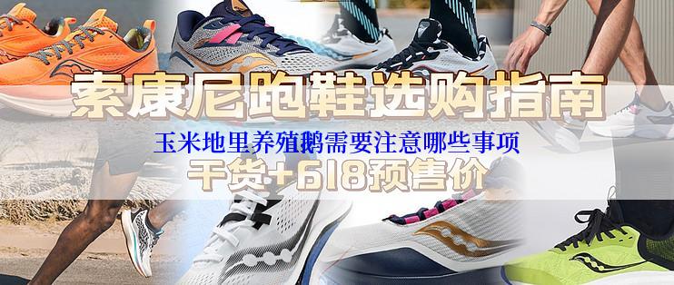 玉米地里养殖鹅需要注意哪些事项